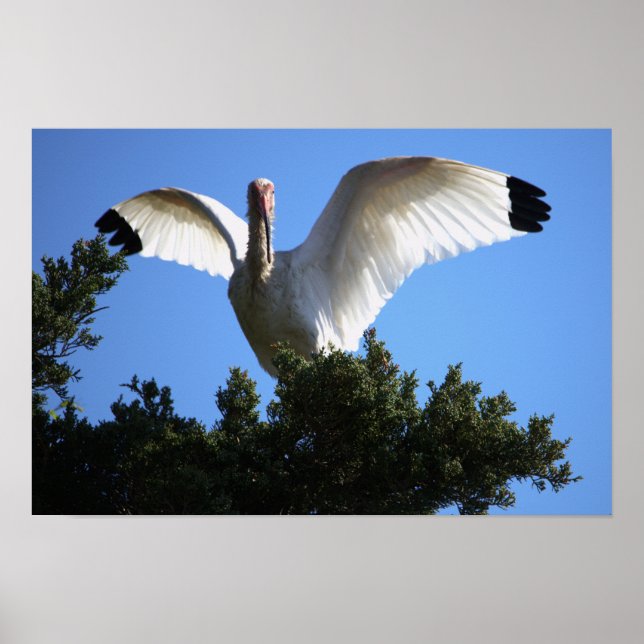 White Ibis Spreading Wings Poster (Vorne)