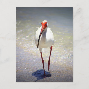 White Ibis Strut Postkarte