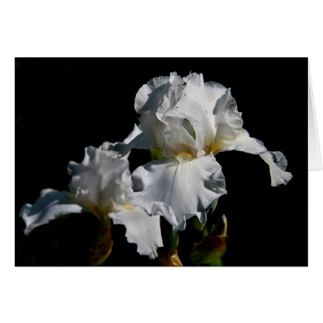 White Iris (Vorderseite (Horizontal))