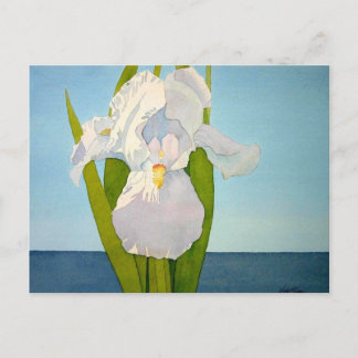 White Iris2 Postkarte