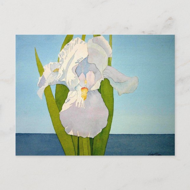 White Iris2 Postkarte (Vorderseite)