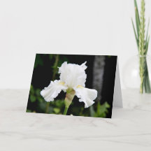 White Iris Blume Grußkarte (Leere Innenseite)