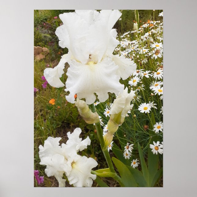 White Iris Irises Blumengarten Poster (Vorne)