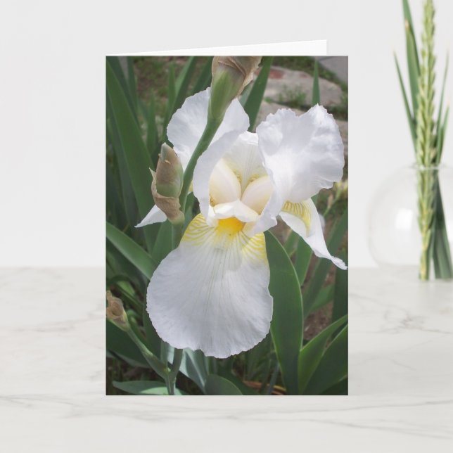 White Iris Karte (Vorderseite)
