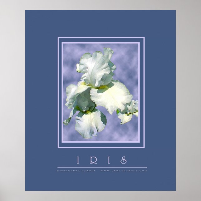 White Iris Poster (Vorne)