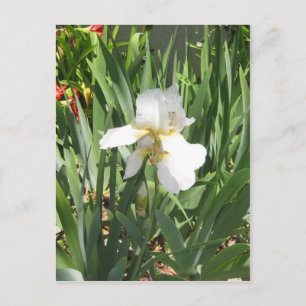 White Iris Postkarte