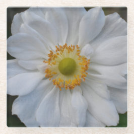 White Japanese Anemone Floral Glasuntersetzer