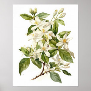 White Jasmine Blume Art Print Poster