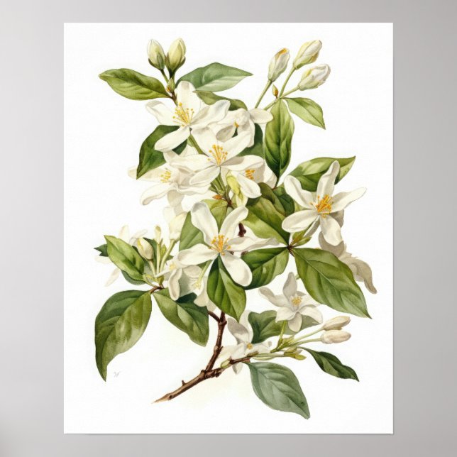 White Jasmine Blume Art Print Poster (Vorne)