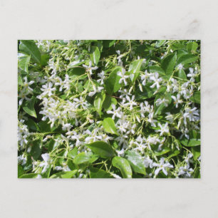 White Jasmine-Blume Postkarte