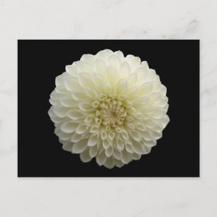 White Jomanda (Dahlia) Postkarte