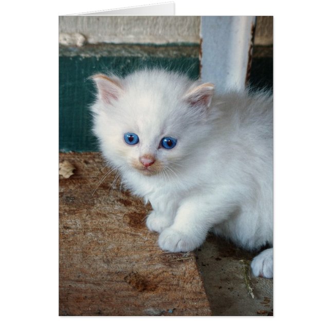 White Kitten (Vorne)