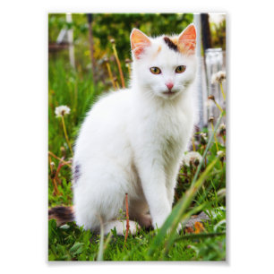 White Kitten Foto