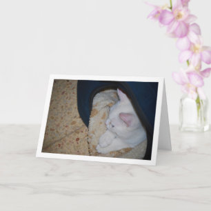 White Kitten im Cat Bed Karte