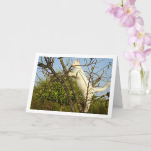 White Kitten in Almond Tree Card Karte