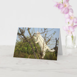 White Kitten in Almond Tree Card Karte