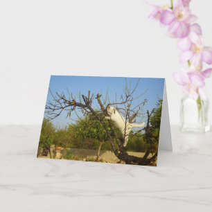 White Kitten in Almond Tree Karte