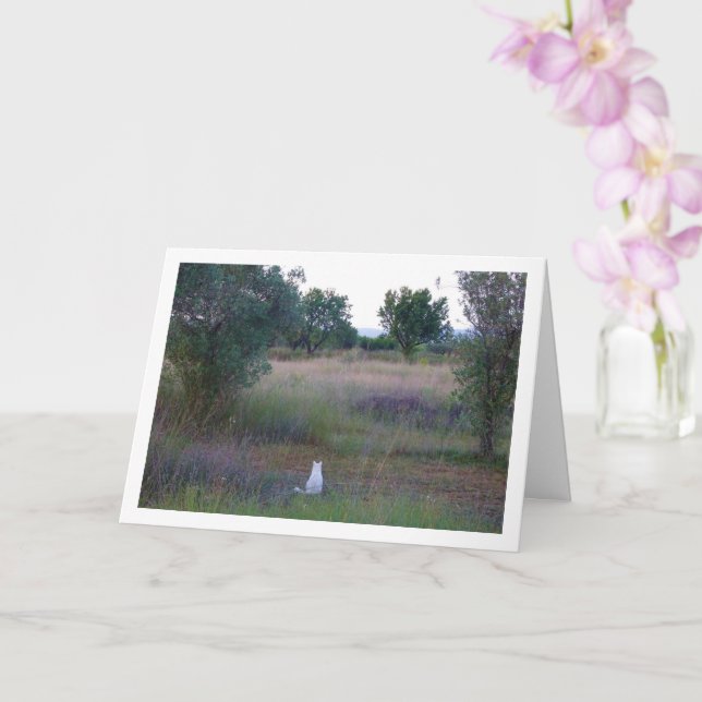 White Kitten in Campo Karte (Orchidee)