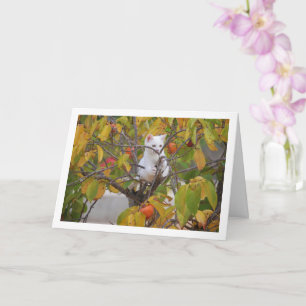 White Kitten in Persimmon Tree Karte