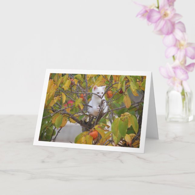 White Kitten in Persimmon Tree Karte (Orchidee)