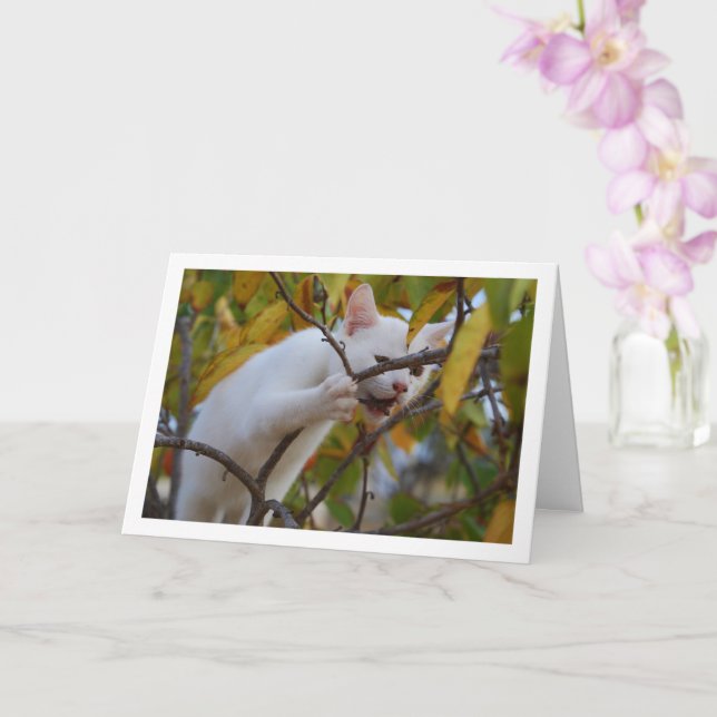 White Kitten in Persimmon Tree Karte (Orchidee)