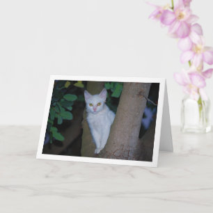 White Kitten in Tree Portrait Karte