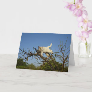 White Kitten Klettern Almond Tree Card Karte