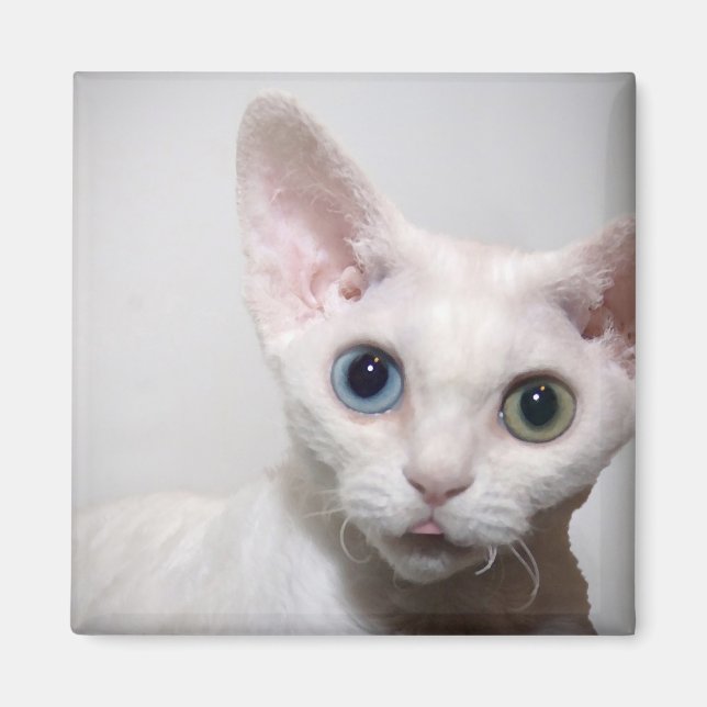 White Kitten Magnet (Vorne)