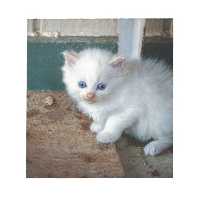 White Kitten Notizblock (Vorderseite)