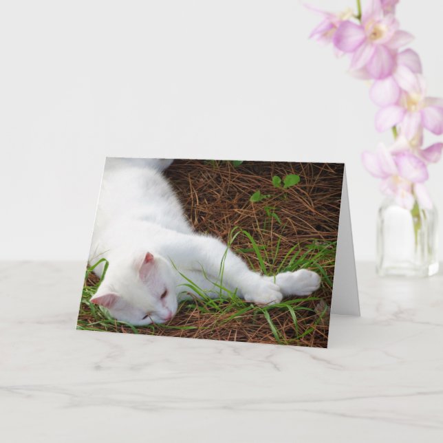 White Kitten on Pine Needles Karte (Orchidee)