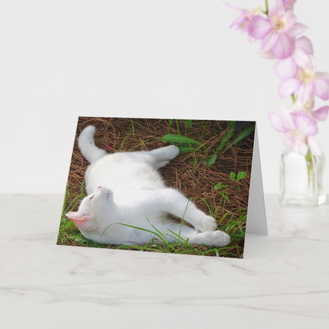 White Kitten on Pine Needles Karte (Orchidee)