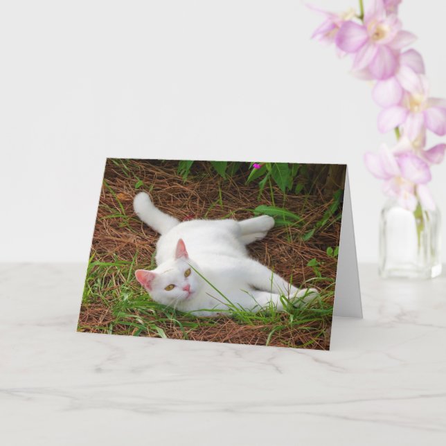 White Kitten on Pine Needles Karte (Orchidee)