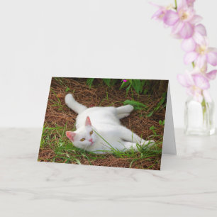 White Kitten on Pine Needles Karte