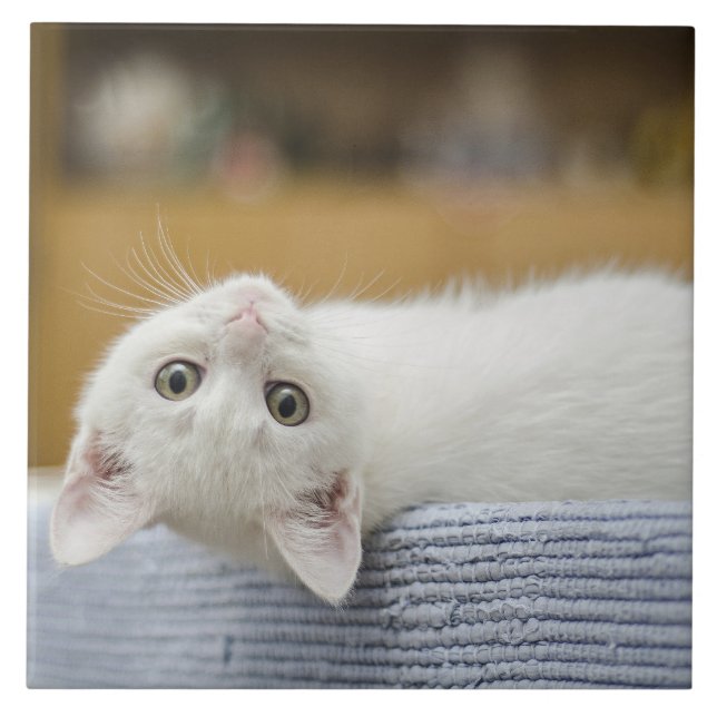 White Kitten Pet Fliese (Vorderseite)