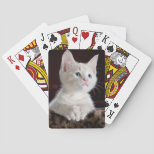 White kitten playing cards. spielkarten