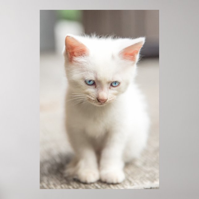 White Kitten Poster (Vorne)