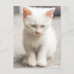 White Kitten Postkarte