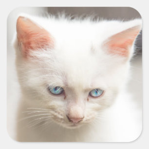 White Kitten Quadratischer Aufkleber