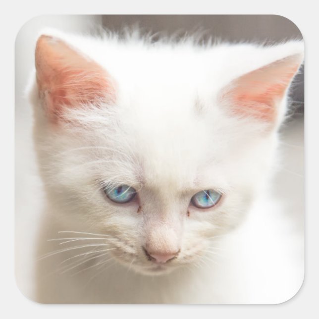White Kitten Quadratischer Aufkleber (Vorderseite)
