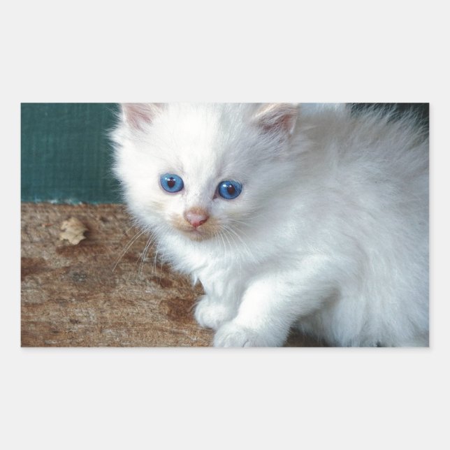 White Kitten Rechteckiger Aufkleber (Vorderseite)