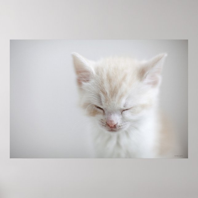 White Kitten Schlafen Poster (Vorne)