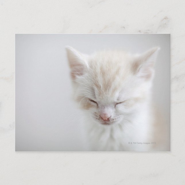 White Kitten Schlafen Postkarte (Vorderseite)