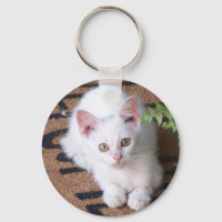 White Kitten