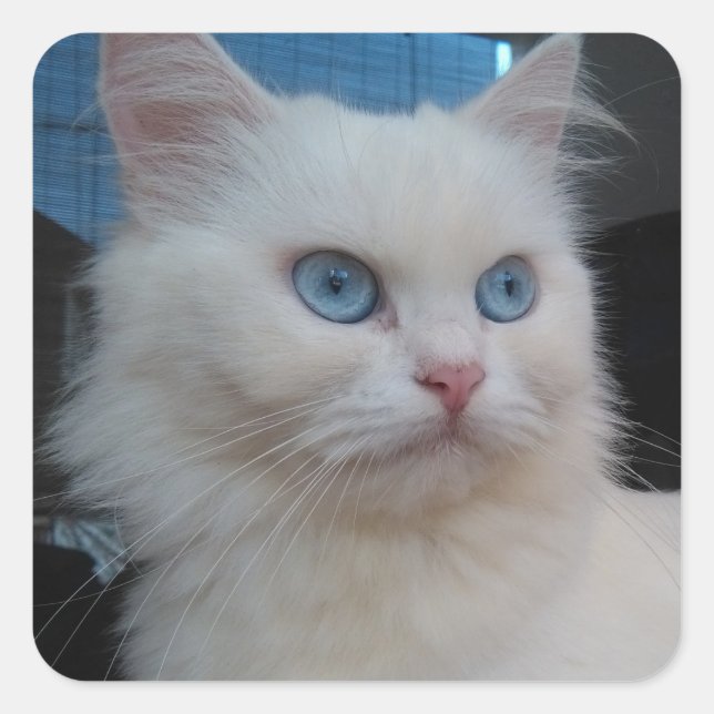 White Kitty Cat mit blauen Augen Quadratischer Aufkleber (Vorderseite)