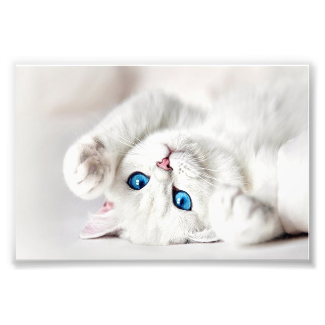 White Kitty Foto Print (Vorne)