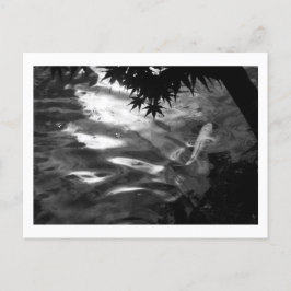 White Koi: Japan Postkarte