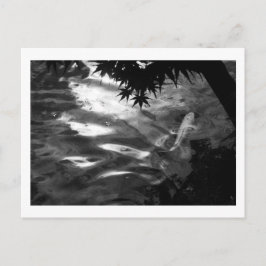 White Koi: Japan Postkarte