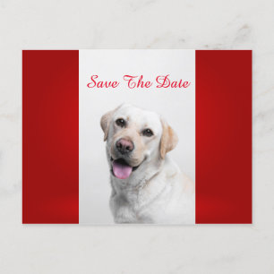 White Labrador Ankündigungspostkarte