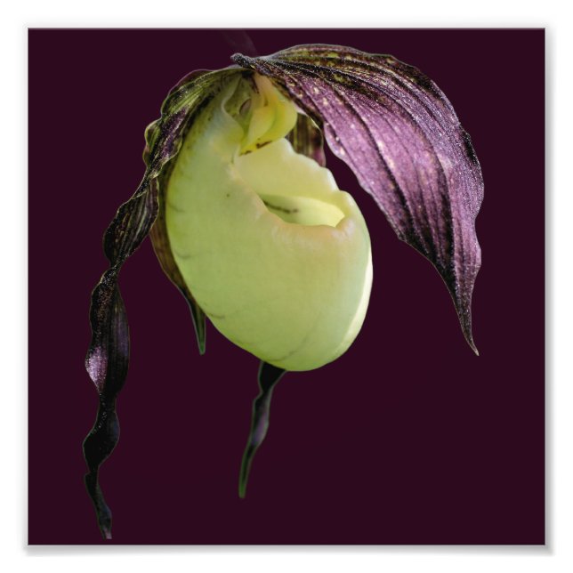 White Lady Slipper Orchid Blume 8x8 Fotodruck (Vorne)