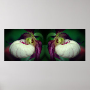 White Lady Slipper Orchid Blume Mirrored Poster